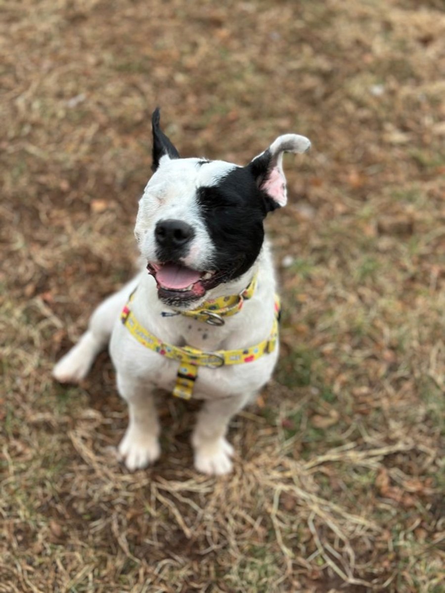 Oreo photo 3