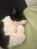 Shilo (in Foster) photo 4