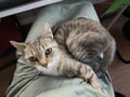 Chelsea (in Foster) photo 4