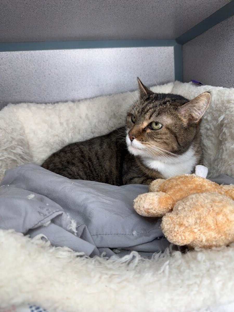 Chelsea (in Foster) photo 6