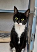 Olivia (in Foster) photo 4
