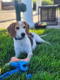 Barney photo 3