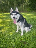 Booger (in Foster) photo 3