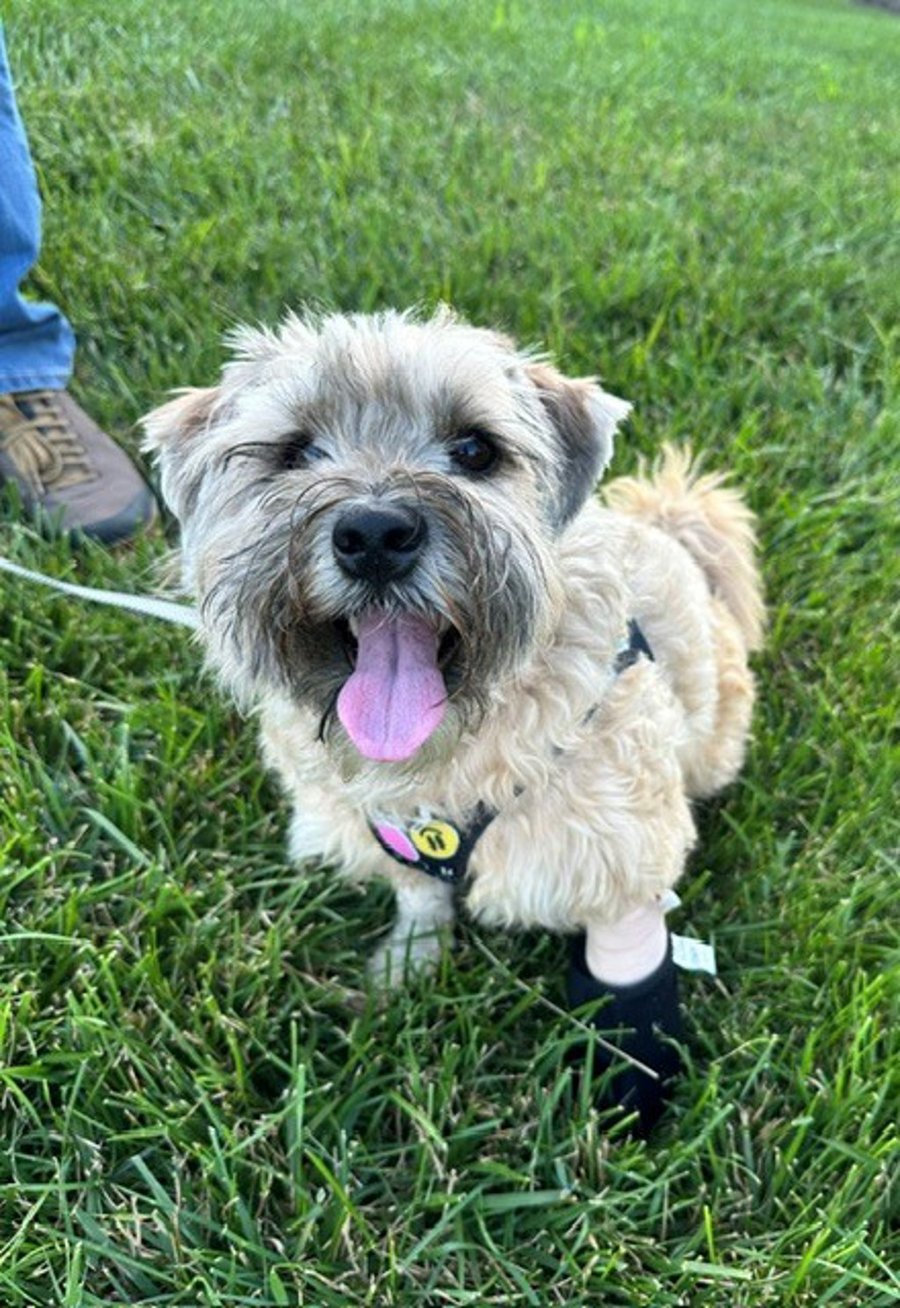 Oliver - In Foster photo 1