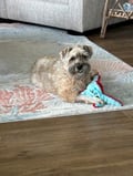 Oliver - In Foster photo 2
