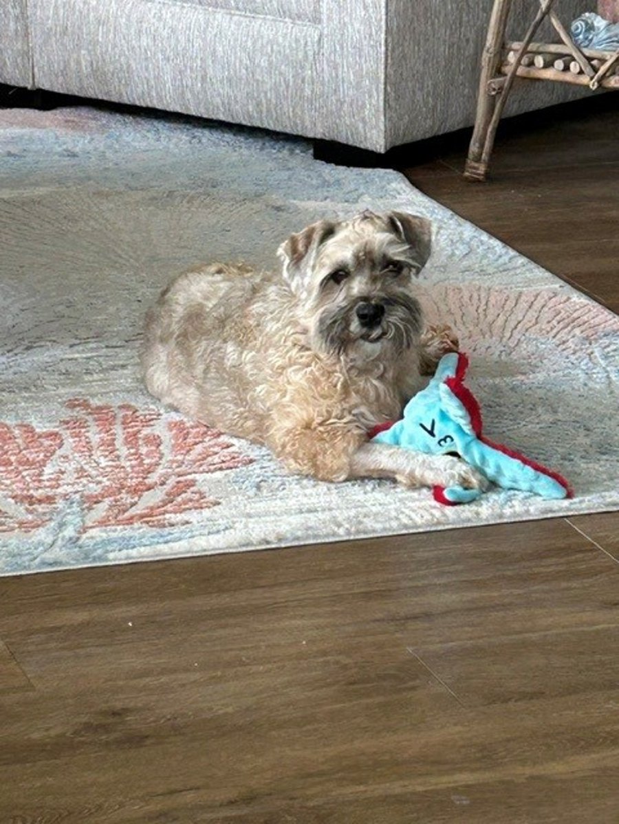 Oliver - In Foster photo 2
