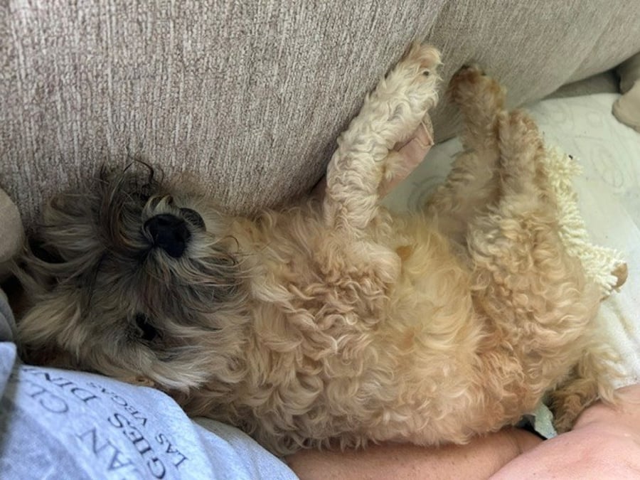 Oliver - In Foster photo 3