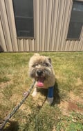 Oliver - In Foster photo 5