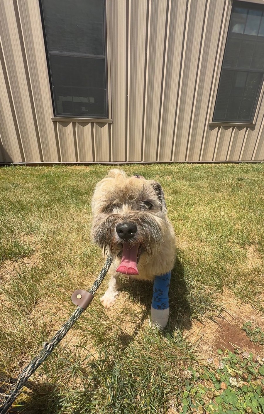 Oliver - In Foster photo 5