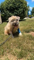 Oliver - In Foster photo 6