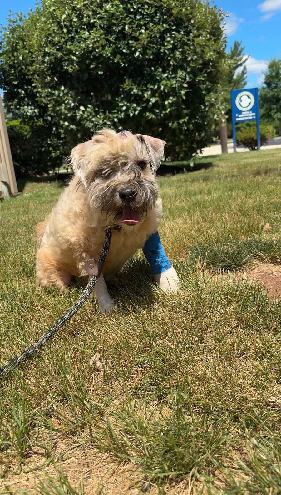 Oliver - In Foster photo 6