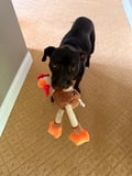 Chicken (in Foster) photo 6