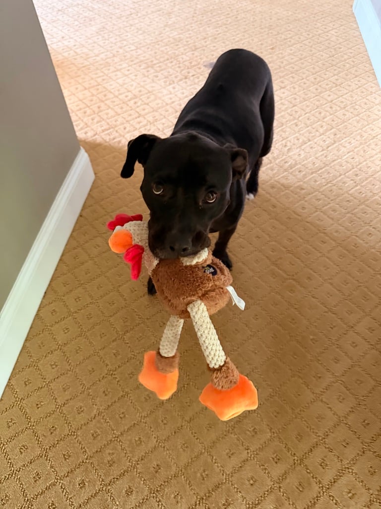 Chicken (in Foster) photo 6
