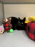 Woodrow photo 3