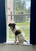 Dulce (in Foster) photo 2