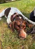 Dulce (in Foster) photo 3