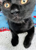 Gus photo 3