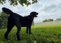 Charlie photo 2