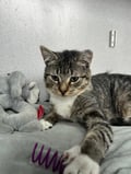 Alfie photo 2