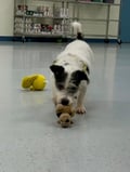 Zola photo 2