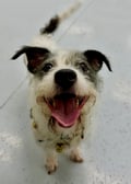 Zola photo 3