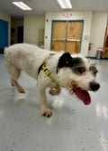 Zola photo 4