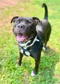 Tank (in Foster) photo 7
