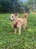 Frankie photo 1