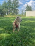 Frankie photo 2