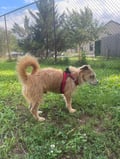 Frankie photo 6