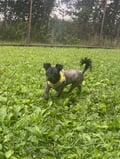 Vivienne photo 2