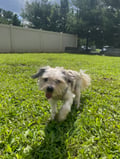 Little Dude photo 3