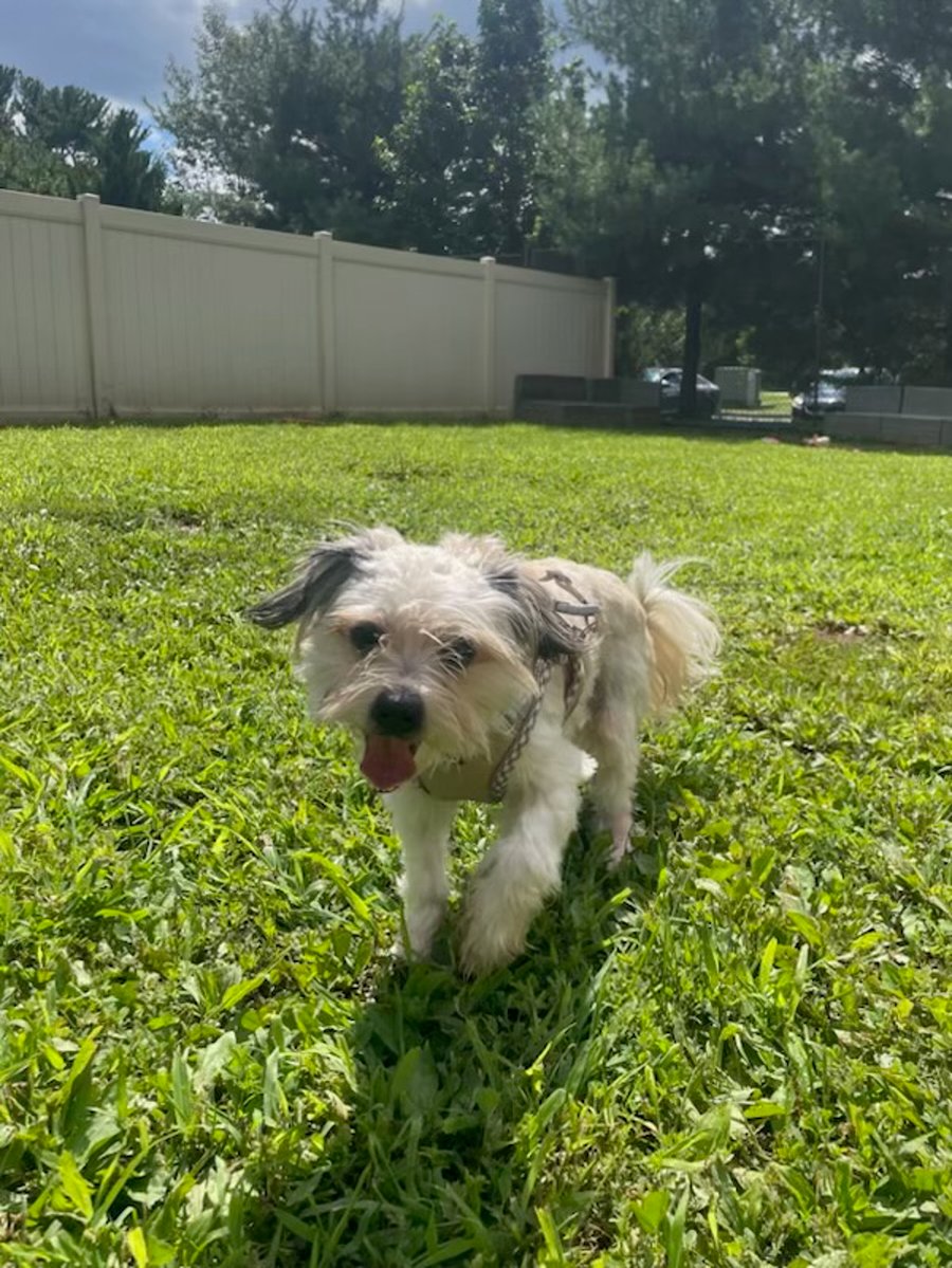 Little Dude photo 3
