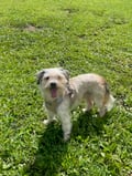 Little Dude photo 4