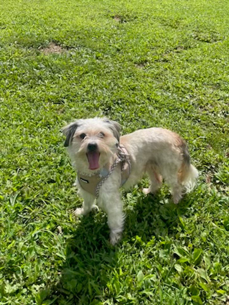 Little Dude photo 4