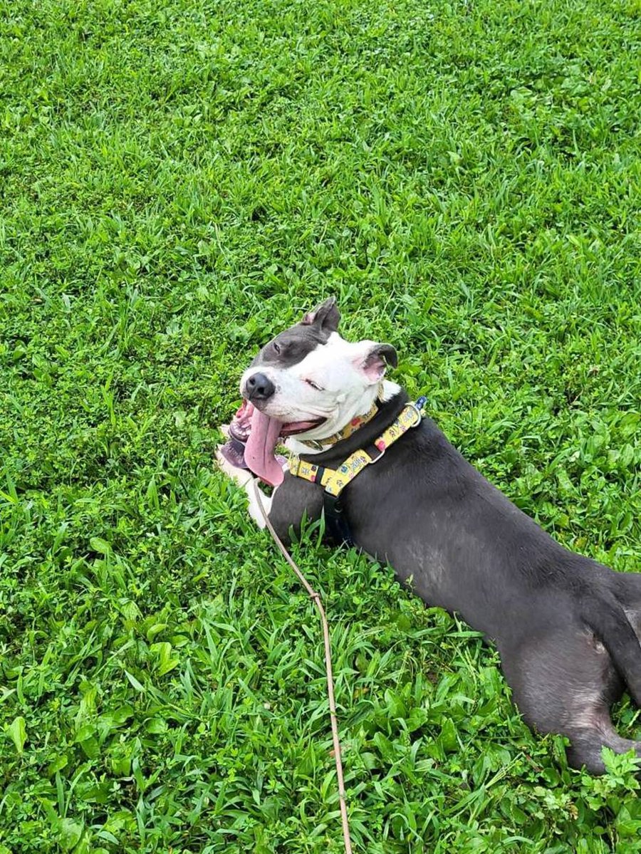 Perdita photo 3