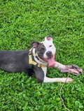 Perdita photo 4