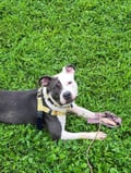 Perdita photo 5