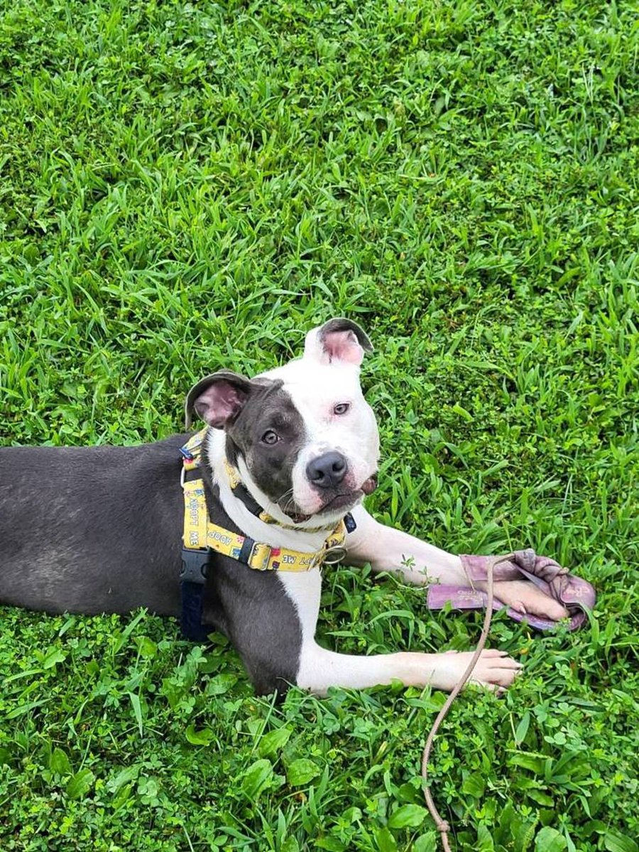 Perdita photo 5