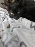 Waldo photo 2