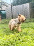 Porkchop photo 3