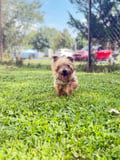 Porkchop photo 4
