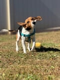 Scamper photo 2