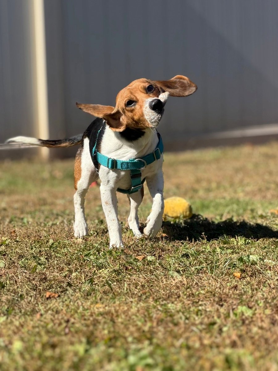 Scamper photo 2