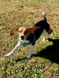 Scamper photo 3