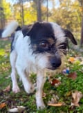 Georgie photo 1