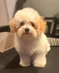 Kayah photo 1