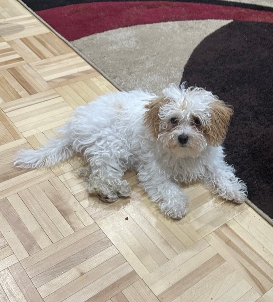 Kayah photo 2