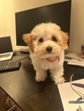 Kayah photo 3