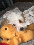 Kayah photo 4